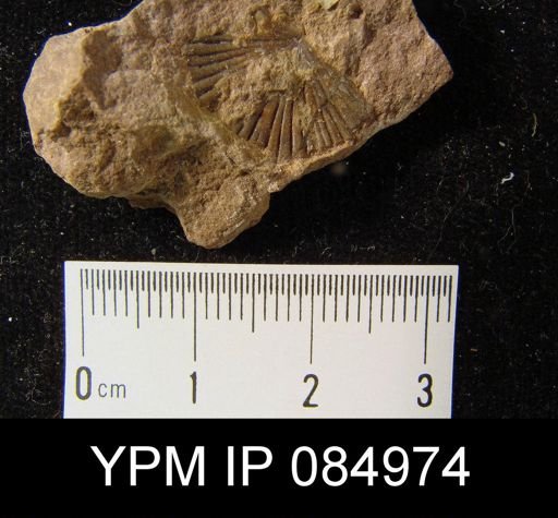 Schuchertella pecten