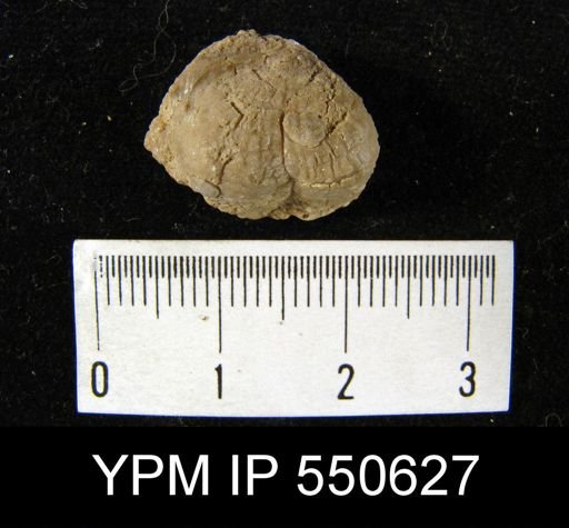 Linoproductus cora
