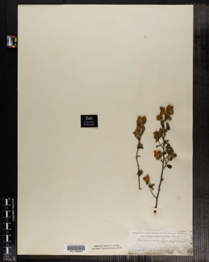 Plantae