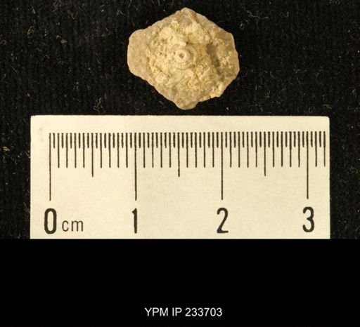 Archaeocidaris sp.