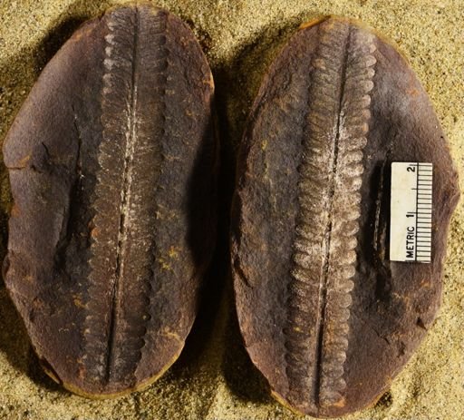 Pecopteris