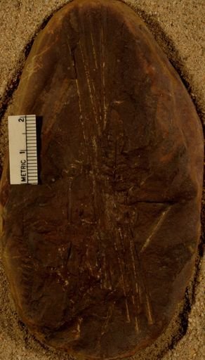 Lepidophylloides