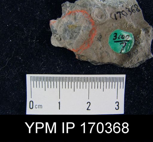 Aporthophyla?