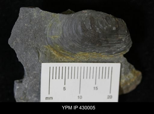 Modiomorpha undulata