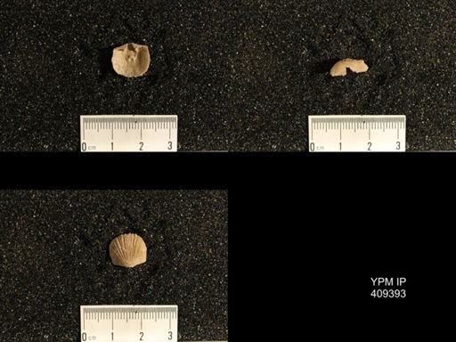 Plectorthis sp.