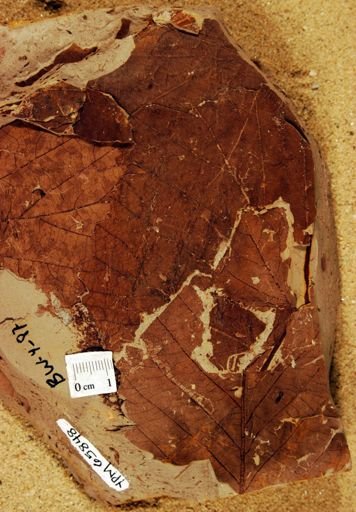 Juglandiphyllites glabra