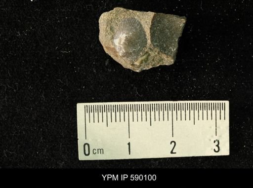 Oxytoma (Hypoxytoma) nebrascana