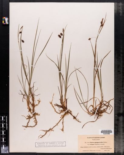 Carex paupercula