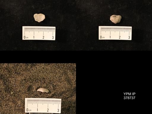 Marginifera wabashensis