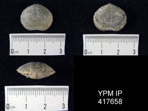 Rhipidomella oblata emarginata