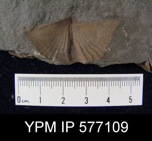 Platyrachella sp.