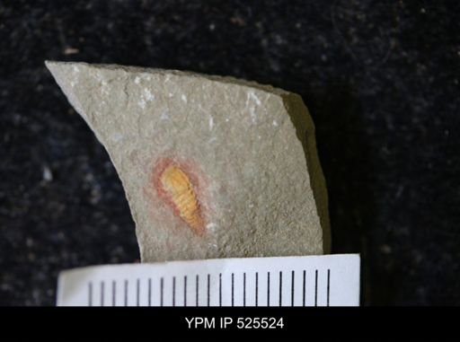undet. Synziphosurina