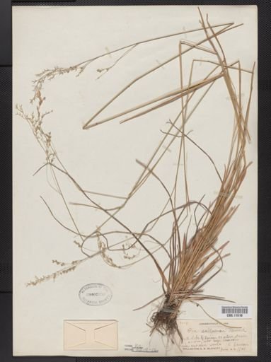 Poa saltuensis