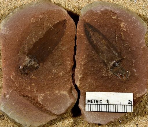 Lepidostrobus