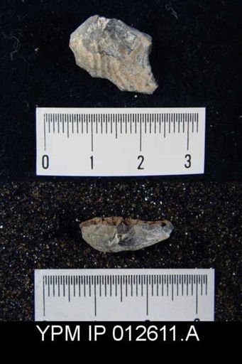 Camarophoria venusta