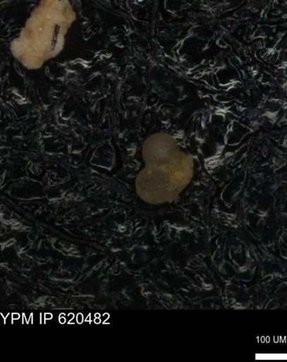 undet. Rugoglobigerinidae