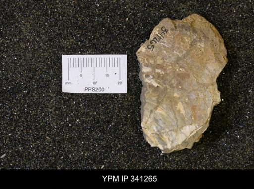 Inoceramus sp.