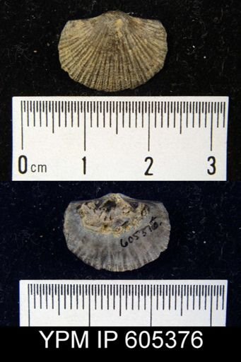 Hebertella insculpta