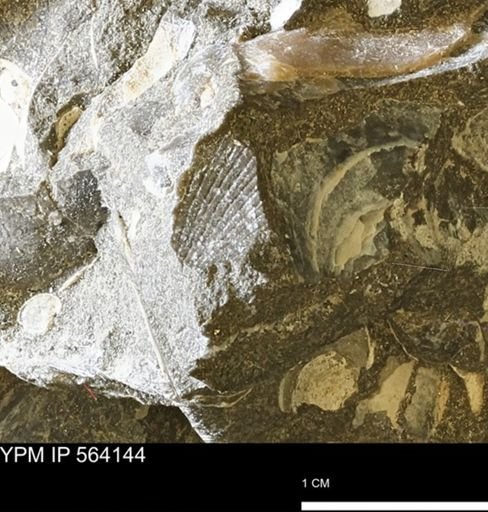 Oxytoma (Hypoxytoma) sp.