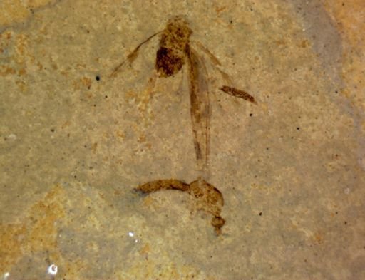 undet. Nematocera