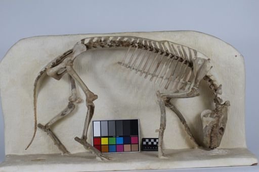Merycoidodon culbertsoni