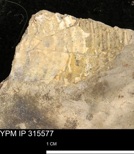 Ammonoidea