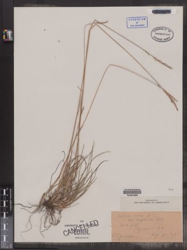 Plantae