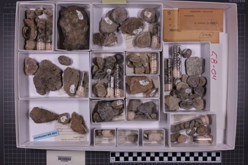 mixed taxa, stratigraphic collection