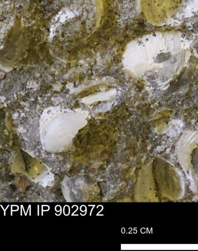 undet. Bivalvia