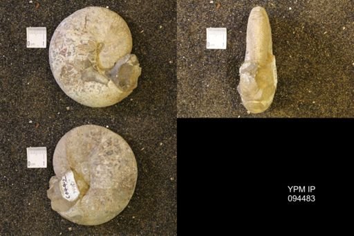 Hoploscaphites nicolletii