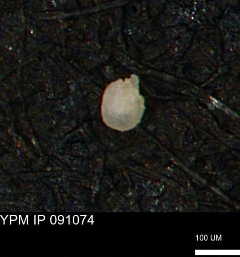undet. Foraminiferida