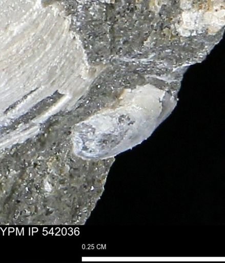 Protocardia?