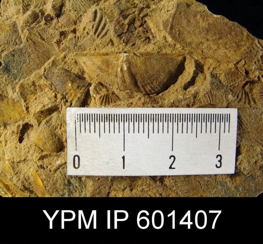 Subcuspidella subcuspidatus