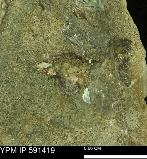 Discoscaphites sp.