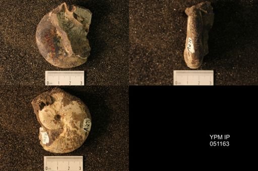 Hoploscaphites nicolletii