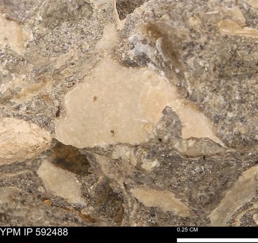 undet. Mollusca