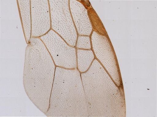 Augochloropsis metallica
