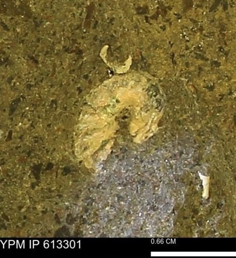 Scaphites sp.