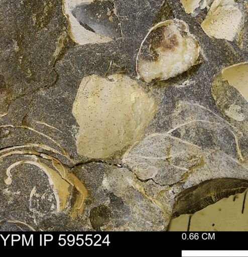 Protocardia sp.