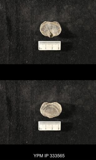 Athyris spiriferoides?