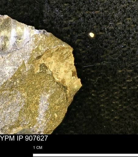 undet. Ammonoidea
