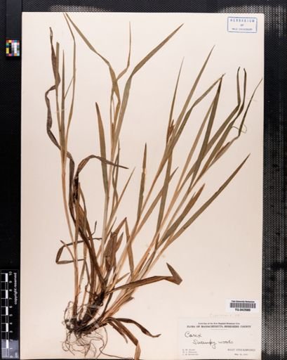 Carex