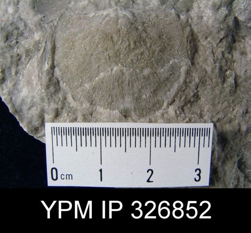 Stropheodonta perplana