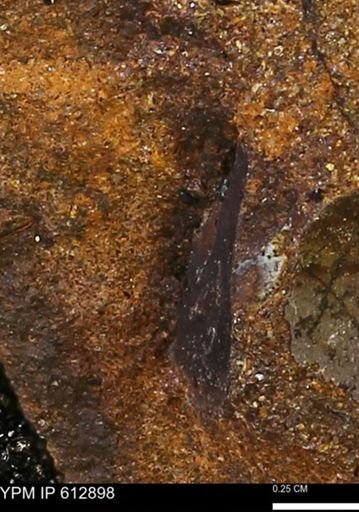 taxon undetermined