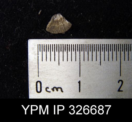 Paucicrura rogata
