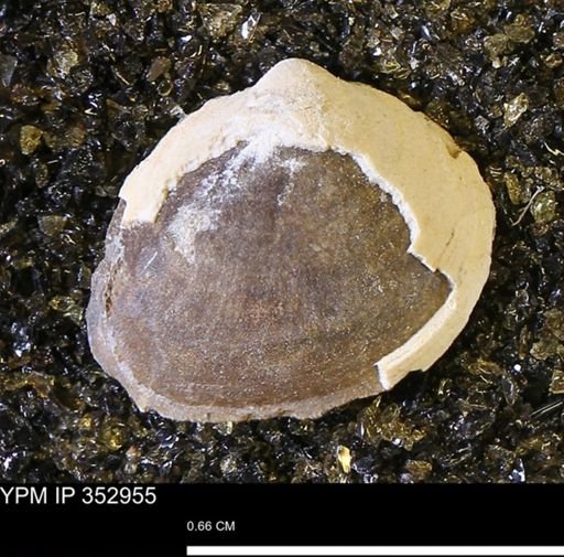Limopsis striatopunctatus