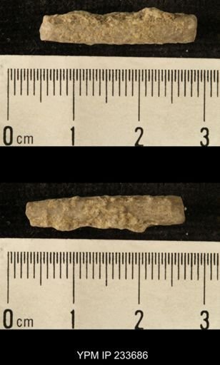 Archaeocidaris sp.