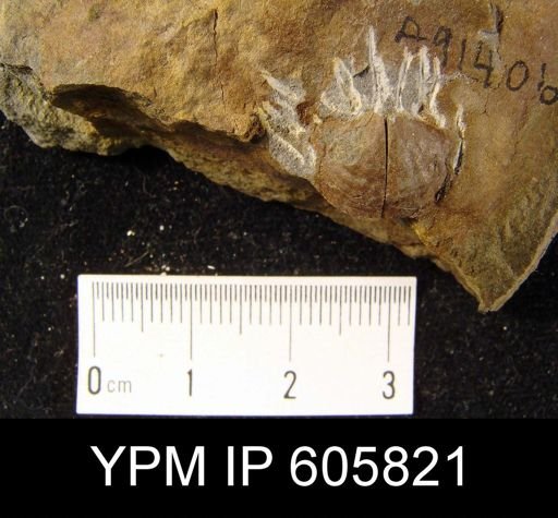 Cyrtina sp.