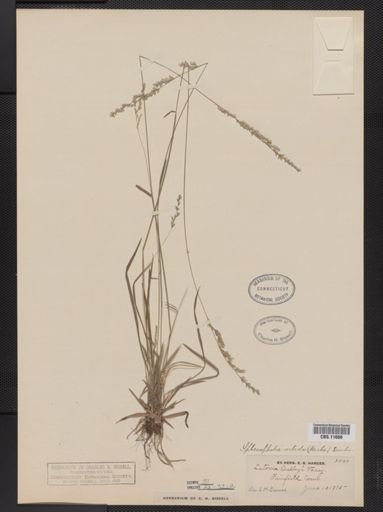 Sphenopholis nitida