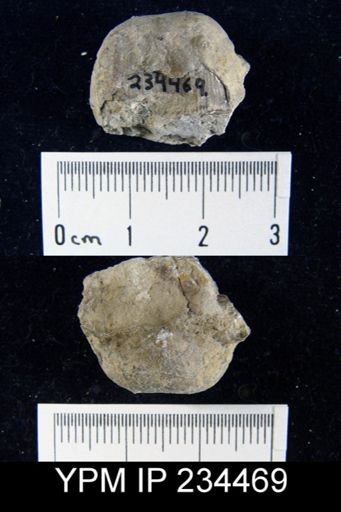 Marginifera splendens